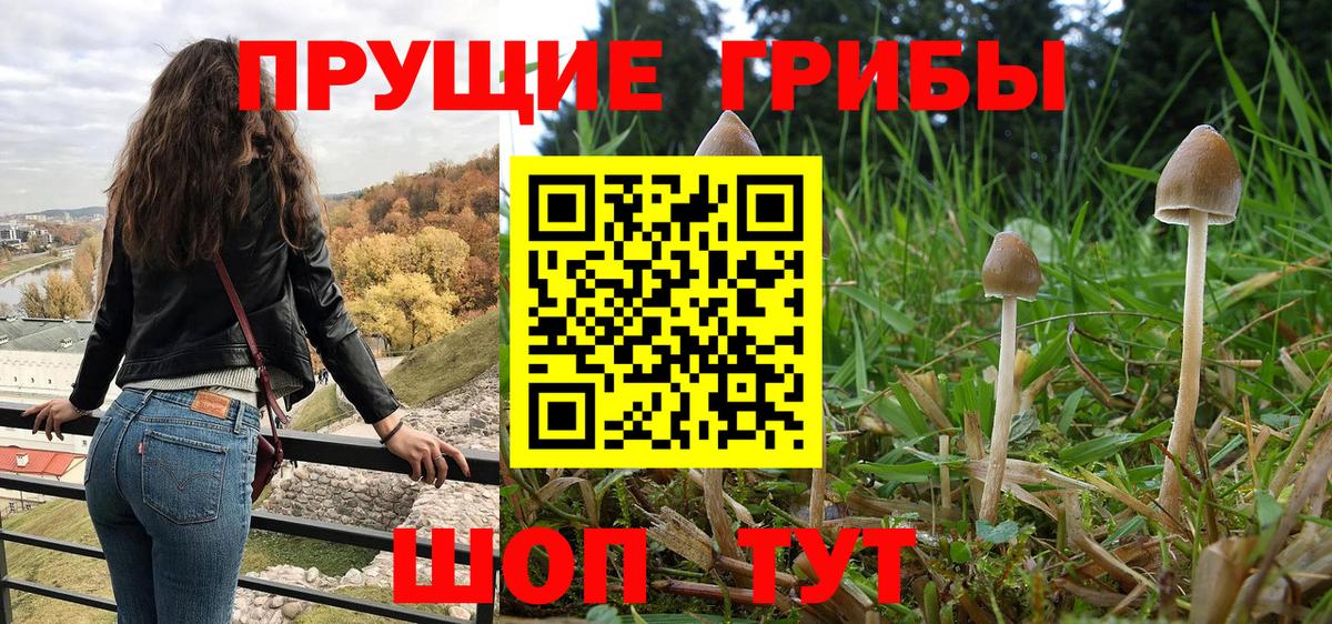 Михайловка  Галлюциногенные грибы Psilocybe  Вход с VPN  Галлюциногенные грибы Psilocybine cubensis 